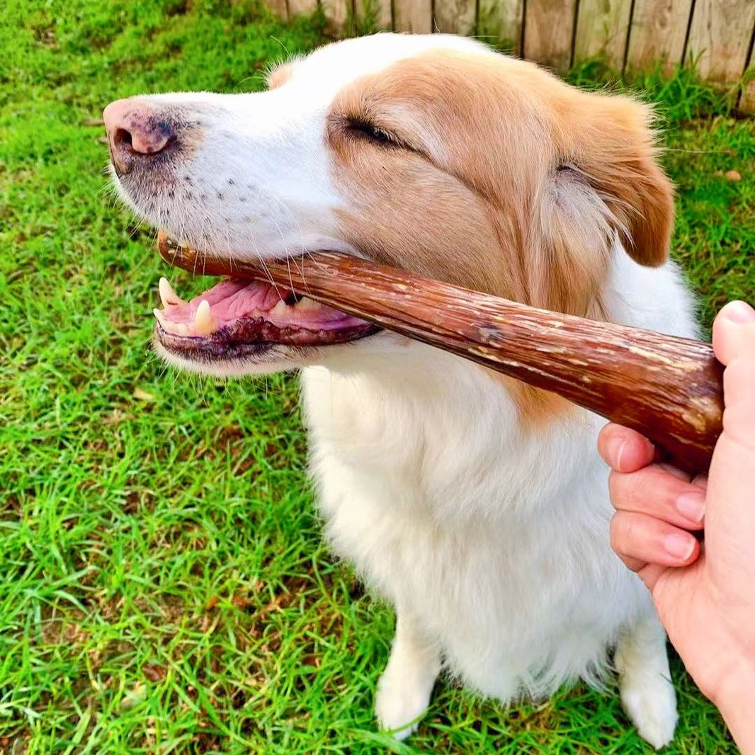 Healthy Dog Treats, Powered by Low Temp Drying